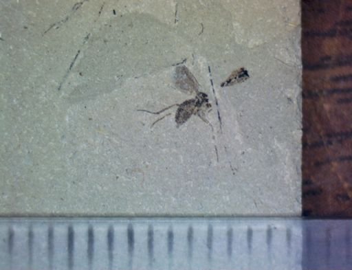 undet. Hexapoda