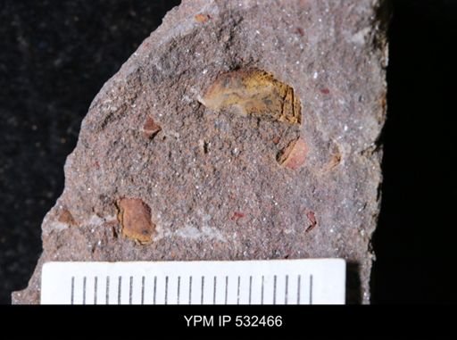 undet. Echinodermata
