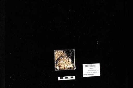 Cichlasoma festivum