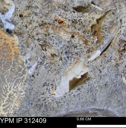 undet. Bivalvia