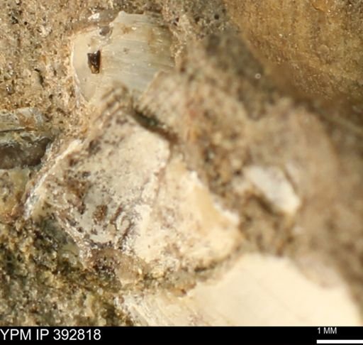 undet. Bivalvia