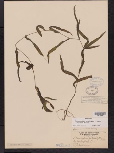 Potamogeton heterophyllus