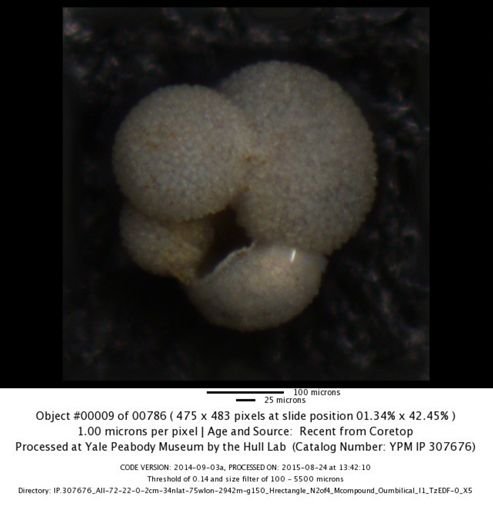 undet. Foraminiferida