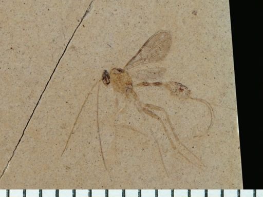 undet. Ichneumonoidea