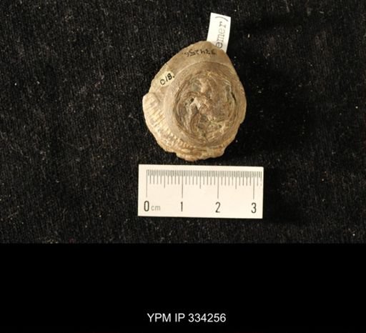 Isorophus cincinnatiensis