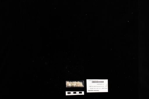 Chalcides sepsoides