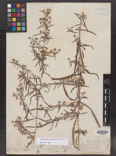 Symphyotrichum tradescantii
