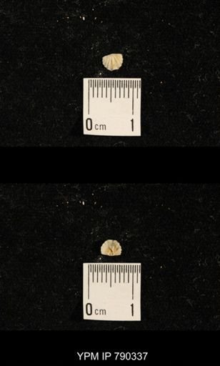 undet. Brachiopoda