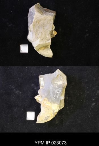 Hoploscaphites melloi