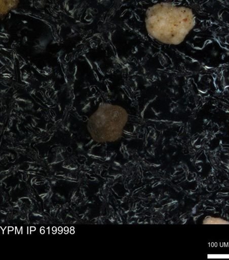 undet. Foraminiferida