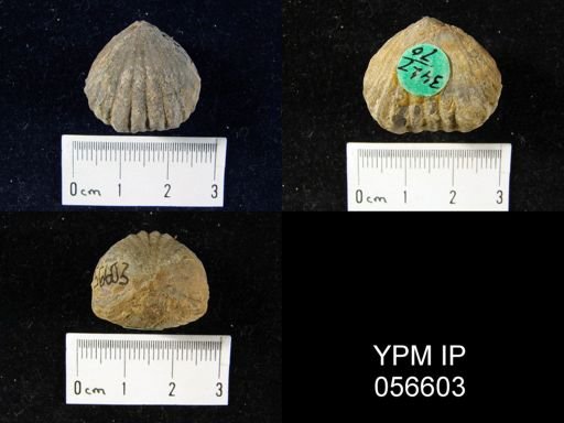 Uncinulus sp.
