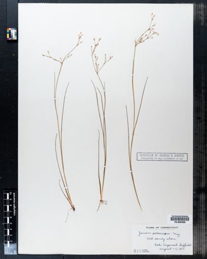 Juncus pelocarpus