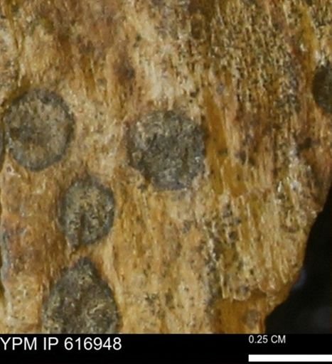 Teredo sp.