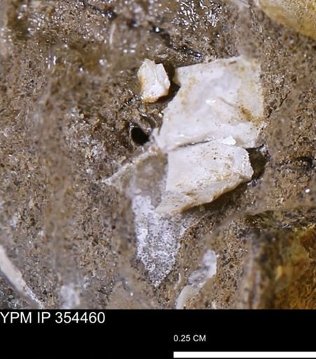 undet. Mollusca