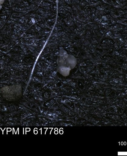 undet. Heterohelicidae