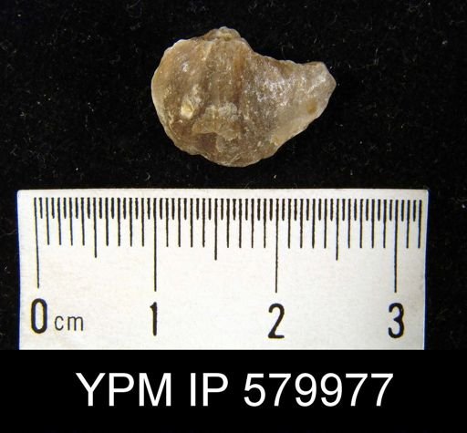 undet. Brachiopoda