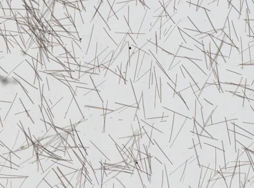 Cliona sp.