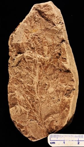 Asplenium dicksonianum
