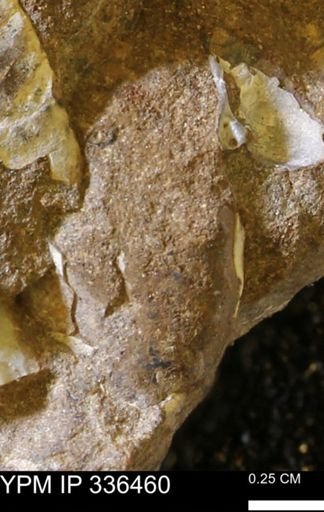 undet. Mollusca