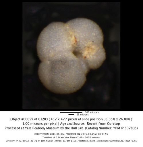 Neogloboquadrina incompta