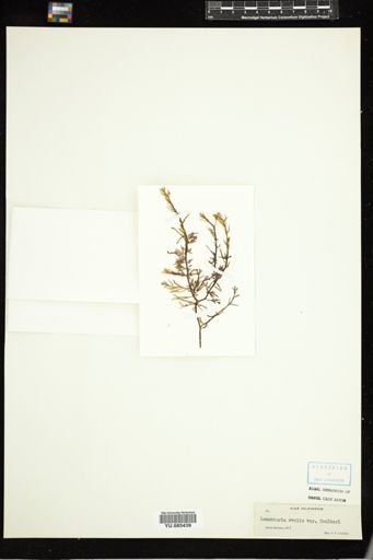 Lomentaria ovalis