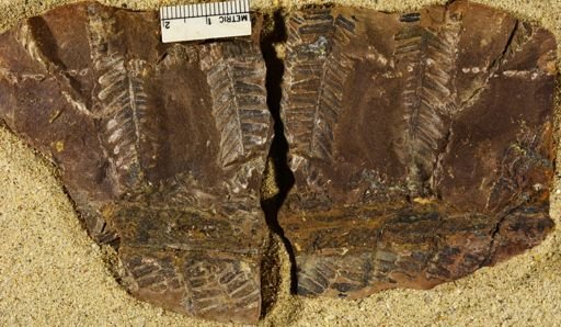 Pecopteris miltoni