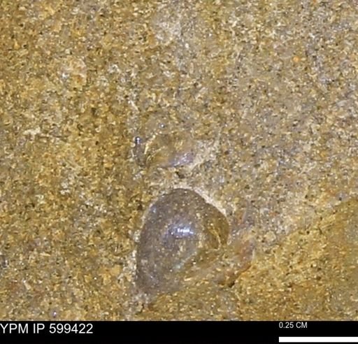 Protocardia subquadrata