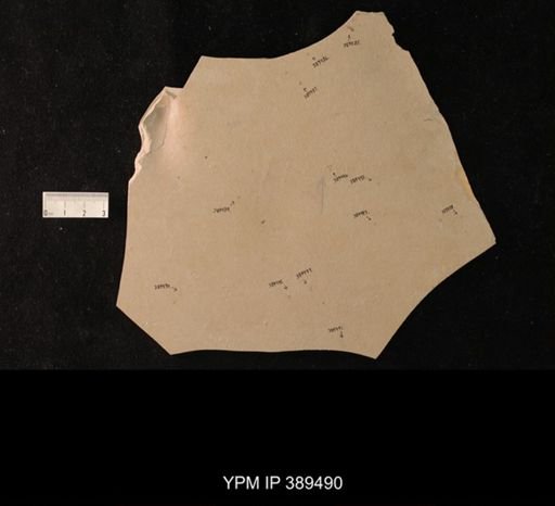 undet. Pterygota