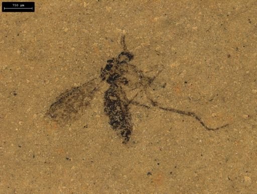 taxon undetermined