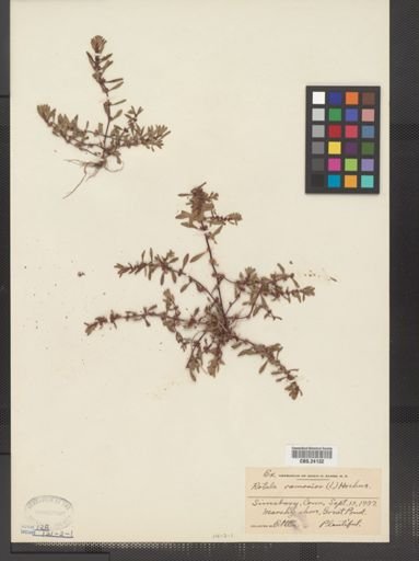 Rotala ramosior