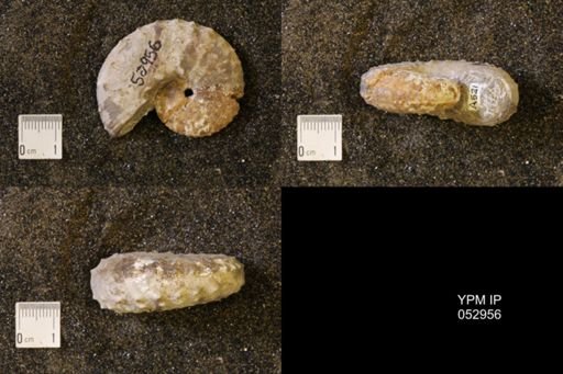 Discoscaphites gulosus