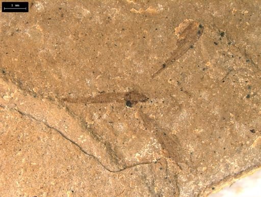 taxon undetermined