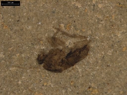 taxon undetermined