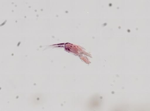 Paranebalia longipes