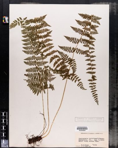 Cystopteris bulbifera