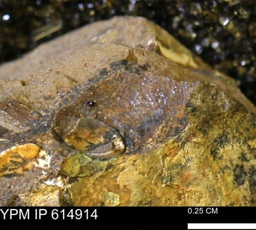 Limopsis striatopunctatus