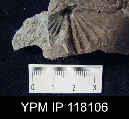 Delthyris (Quadrifarius) rugaecosta