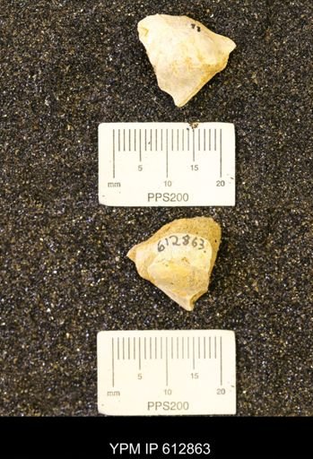 Pseudoptera subtortuosa