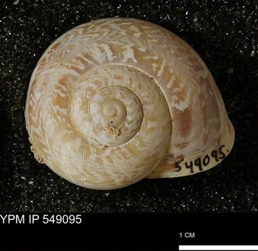 Helicidae?
