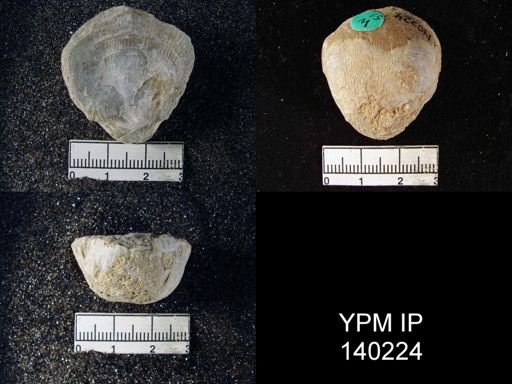 Productus (Linoproductus) lineatus