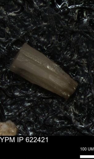 undet. Echinoidea