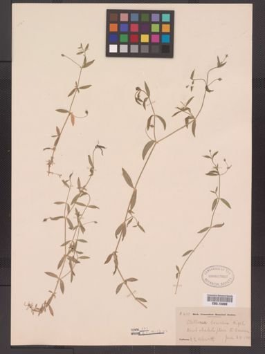 Stellaria calycantha