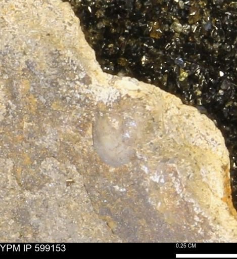 Plectorthis fissicosta