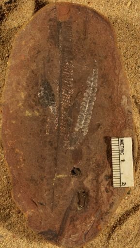 Pecopteris