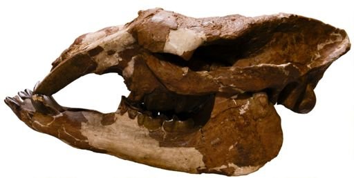 Astrapotherium magnum