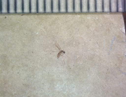 undet. Diptera