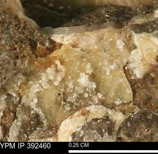 Protocardia subquadrata
