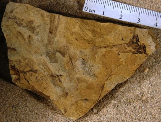 Onoclea minima