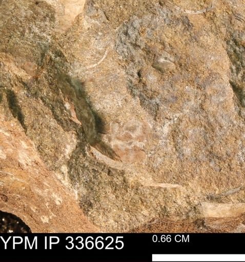 undet. Mollusca