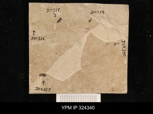 undet. Coleoptera